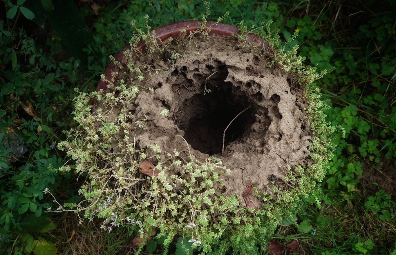 Vyhrabaný květináč